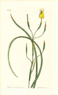 Plate No. 1045 - Moraea Bituminosa. Yellow-Flowered Clammy Moraea - from Curtis's Botanical Magazine, Volume XXVI (botanical print)