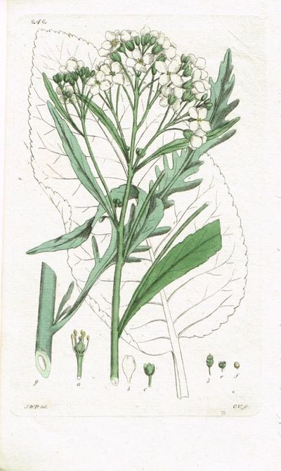 Pl. 242. (Pepperrot). Fra verket Svensk Botanik.