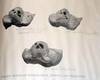 An Account of the Beaked Whales of the Family Ziphiide in the Collection of the United States National Museum, With Remarks on Some Specimens in Other American Museums.