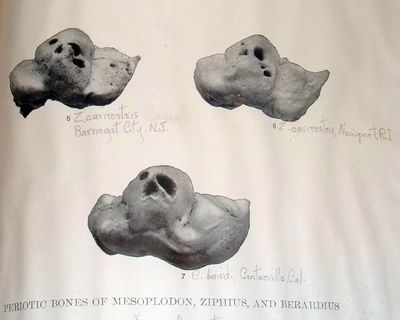 An Account of the Beaked Whales of the Family Ziphiide in the Collection of the United States National Museum, With Remarks on Some Specimens in Other American Museums.