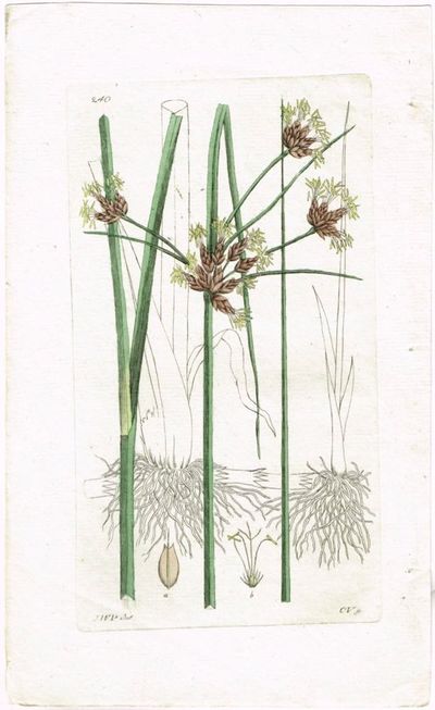 Pl. 240. (Havsivaks / Scirpus Maritimus). Fra…