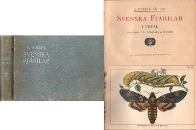 SVENSKA FJÄRILAR I URVAL. Inledning till…