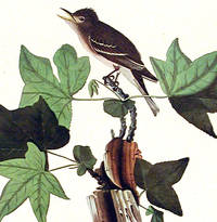 Traill's Flycatcher. From The Birds of America (Amsterdam Edition)