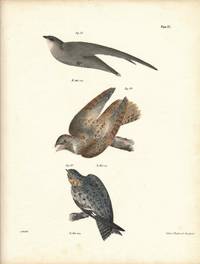 Bird print - Plate 27 from Zoology of New York, or the New-York Fauna. Part II Birds. (Sparrow, Whipporwill, and Nighthawk)