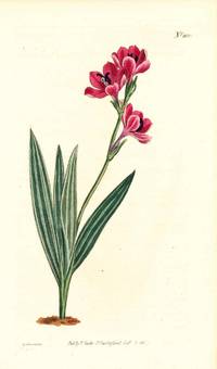 Plate No. 1052 - Babiana Stricta. Purple-Flowered Babiana - from Curtis's Botanical Magazine, Volume XXVI (botanical print)