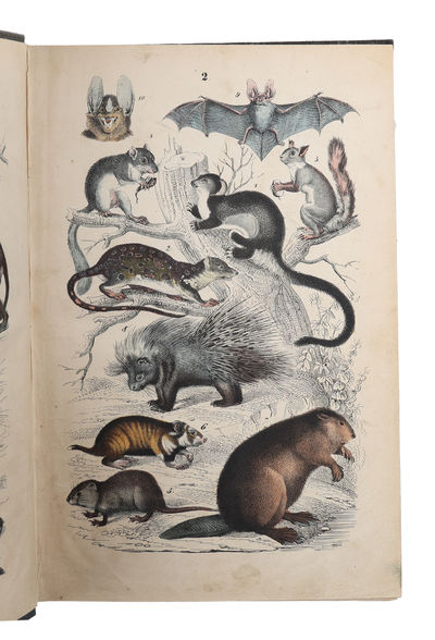 Allmän Naturhistoria, Populärt framställd för Skolan och Hemmet. I. Djurriket. Efter Lindner och Lachmann bearbetadt för Svenska Läsare. Med kolorerede Afbildninger. (alt som udkom). (photo 3)